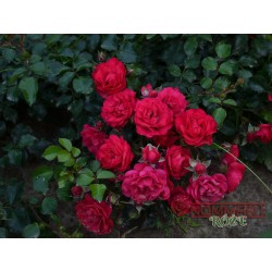 Róża okrywowa malinowa (RB12)