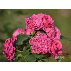 Róża wielkokwiatowa ciemnoróżowa (WK15)