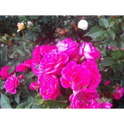 Róża wielkokwiatowa ciemnoróżowa (WK15)