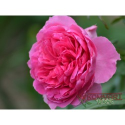 Róża pnąca ciemnoróżowa (PN04)