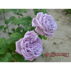 Róża wielkokwiatowa lawendowa (WK17)