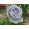 Róża wielkokwiatowa lawendowa (WK17)