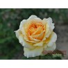 Róża wielkokwiatowa złocistożółta (WK18)