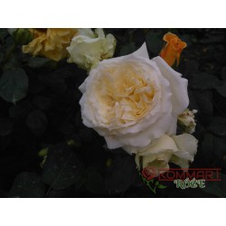 Róża pnąca biała (PN06)