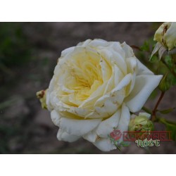 Róża pnąca biała (PN06)