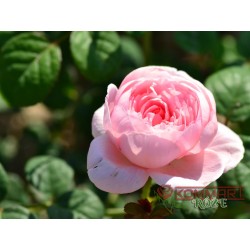 Róża angielska bladoróżowa...