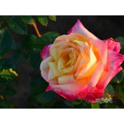 Róża wielkokwiatowa żółto-czerwona (WK20)