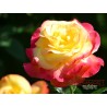 Róża wielkokwiatowa żółto-czerwona (WK20)