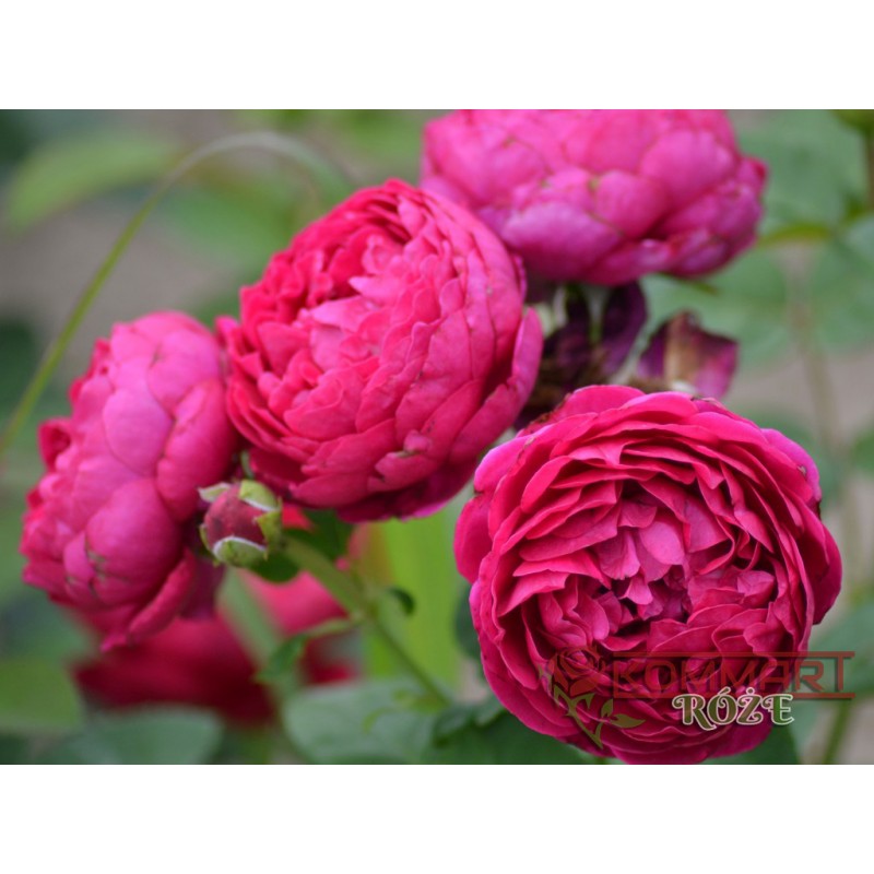 Róża wielkokwiatowa czerwona (WK23)