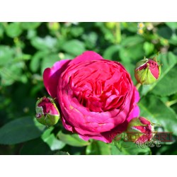 Róża wielkokwiatowa czerwona (WK23)
