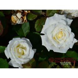 Róża wielkokwiatowa biała (WK24)