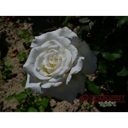 Róża wielkokwiatowa biała (WK24)