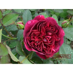 Róża angielska ciemnoczerwona (PR13)