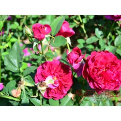 Róża angielska ciemnoczerwona (PR13)