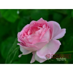 Róża angielska jasnoróżowa (PR14)
