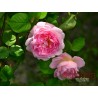 Róża angielska jasnoróżowa (PR14)