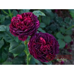 Róża wielkokwiatowa purpurowa (WK25)