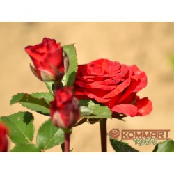 Róża wielkokwiatowa krwistoczerwona (WK30)