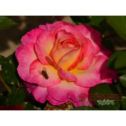 Róża wielkokwiatowa różowo-żółta (WK31)