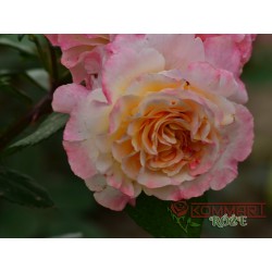 Róża wielkokwiatowa trójkolorowa (WK38)