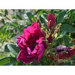 Rosa rugosa 'Rotes Phänomen'