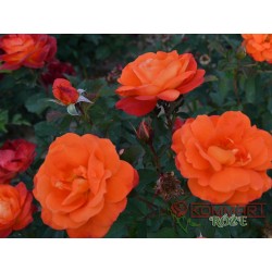 Róża rabatowa ognistopomarańczowa (RB17)