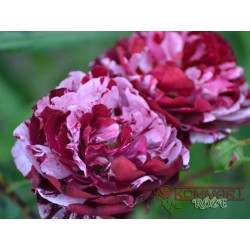 Róża rabatowa biało-purpurowa (RB18)