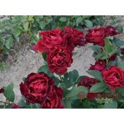 Róża wielkokwiatowa bordowa (WK37)