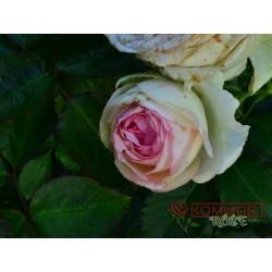Eden Rose 85 (MEIviolin)