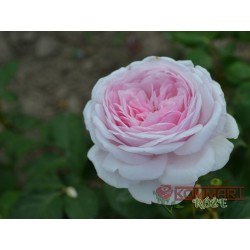Róża angielska jasnoróżowa (PR20)
