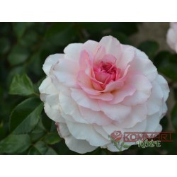Róża parkowa perłoworóżowa (PR22)