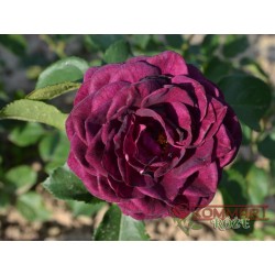 Róza rabatowa fioletowa (RB21)