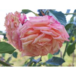 Róża pnąca brzoskwiniowa (PN14)
